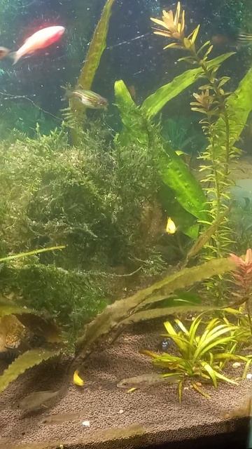 аквариум смотреть онлайн