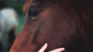 5206828-hd_1920_1080_25fps