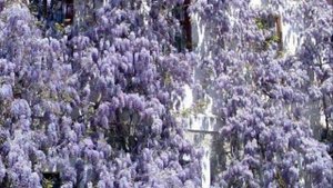 Глициния ! (2)