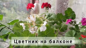 На балконе городской квартиры у меня маленький цветник 😍