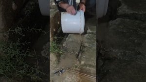 Продолжаю очищать вонючие ведра у собак привязанных на цепь