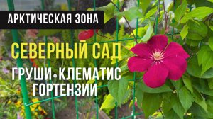 Северный сад в Архангельске 🌿 Груши, клематисы и гортензии в арктической зоне
