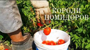 Влог о помидорах: сбор урожая с моего огорода