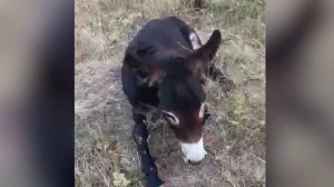 Застрявшего на горе осла спасли неравнодушные местные жители и волонтеры в Северной Осетии