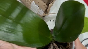 Распаковка посылки с орхидеей от Орхоманки