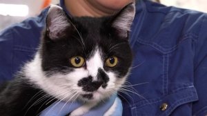 31 августа — День ветеринарного работника