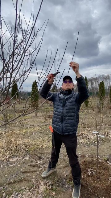 Обрезка, часть 4, слива