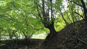 Прогулка в природе и отдыхать в лесу хорошо