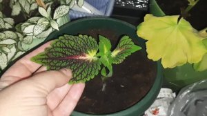 Рецепт огурцов на зиму/ /бабушкин день рождения/ /