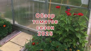 Обзор томатов из теплицы в сезоне 2025