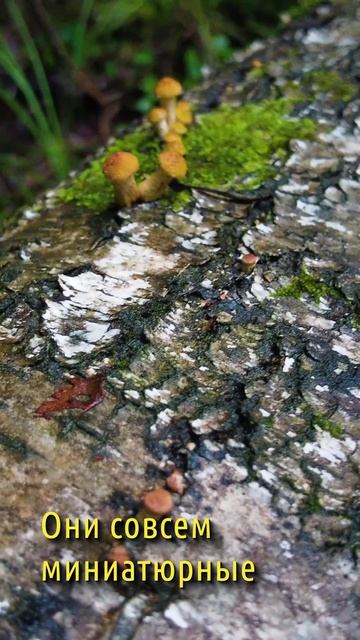 Пошли опята осенние. 27.08.2025 смотреть онлайн