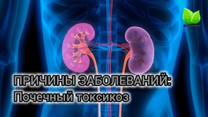 💥Причины заболеваний:почечный токсикоз. О.В.Похомутникова