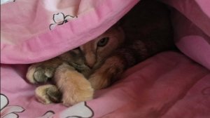 Проделки Клепусика