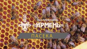 Мёд и Пчёлы