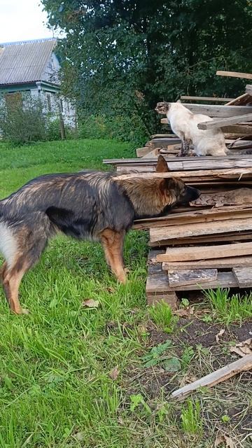 профи))) смотреть онлайн