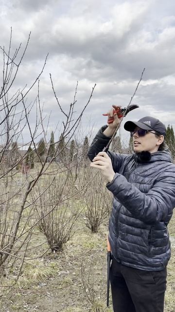 Обрезка, часть 6, вишня