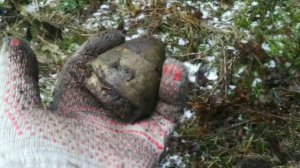 За цветметом по осеннему лесу