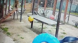 А у меня, льва Шерхана, в моем вольере - новые подарки! Ура!.МинЗоо 26 августа.