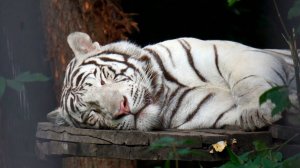 Тигренок Кови сладко поспал и решил пообедать,  а тигрица Зая наблюдает за ним из своего вольера.