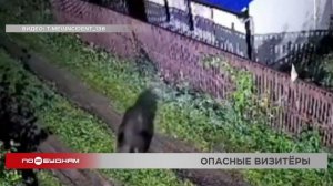 Нехватка корма вынуждает выходить медведей к людям на севере Иркутской области