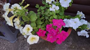 Vlog/103/ Заготовки продолжаются/ Тесто из пекарни/ Диалог с мамулей/ Печенька с предсказанием...