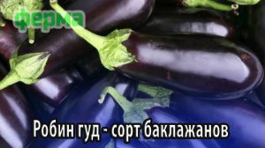 Робин гуд - сорт вкусных баклажанов высокой урожайности