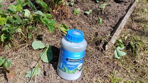 Посадка клубники усами #сажайсцимус