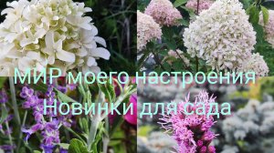23.08.25 Дача.Новые Туи и Гортензии для сада .