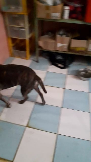 rutube.ru