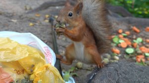 Белки пришли за орешками. Зарисовка