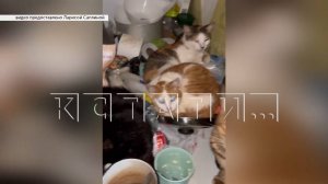 Жительница села  Большое Мокрое набрала 70 животных и не может с ними справиться