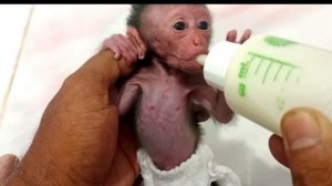 Обезьянка МАЛЮСЕЧКА была без мамы Моют Одевают Поят молоком из соски ЖИЗНЬ НАЛАДИЛАСЬ
