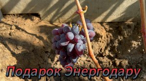 Г.Ф Подарок Энергодару Оренбургская область 25.08.2025