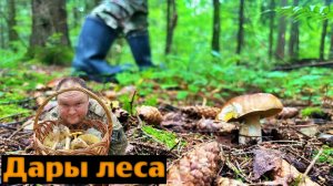 Дары леса.Пошли по грибы! Грибы в подмосковье. Гриб боровик!