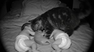 Кошка и малыши. Кошка принесла котенка спать вместе с малышами. Видео про кошек смотреть