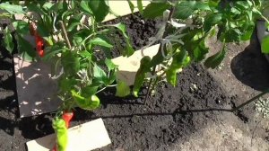 Жгучие перцы в конце августа