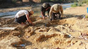 Останки мамонта нашли на берегу реки Абин на Кубани