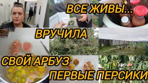 ВСЕ ЖИВЫ. ВРУЧИЛА. СВОЙ АРБУЗ. ПЕРВЫЕ ПЕРСИКИ
