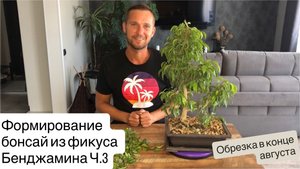 Формирование бонсай из фикуса Бенджамина Ч.3
