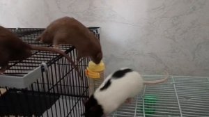 игра Авроры и двух новых крыс