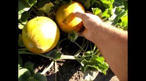 Как выбрать спелую дыню