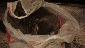 Рысик в пакете!😺