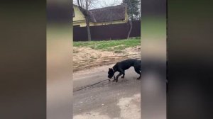 Правильные команды, спокойный голос и внимание к деталям делают чудеса!