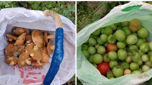 "Жизнь на пенсии".. Второй раз ходили в лес. Обобрала огурцы и все помидоры.