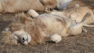 Чемпионы по львиному ПЕНИЮ и львиному ЛЕЖАНИЮ! Лучшие львы Тайгана во главе с Чуком! Тайган