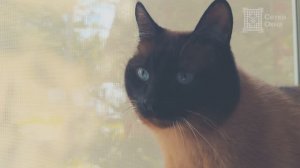 Антикошка москитная сетка с жесткими креплениями без сверления с полотном Pet Screen