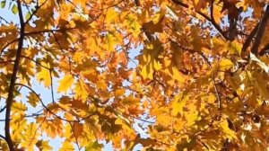 ЗОЛОТАЯ ОСЕНЬ И МУЗЫКА🎤🎼🎹🎶 САКСОФОНА