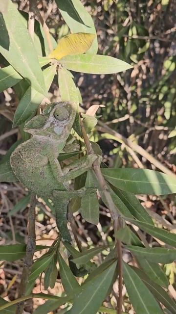 Хамелион смотреть онлайн