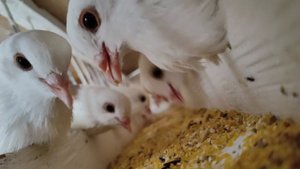 Приятного аппетита друзья