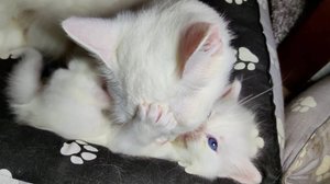 Мама-кошка и её любимый белый котёнок. Белоснежный котёнок.